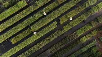 Workers in the seedling nursery for replanting native plants belonging to the area around Anglo American’s Minas-Rio iron ore mine in Brazil (Source: Anglo American) (PRNewsfoto/ICMM)